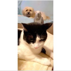 My Fur Feather Babies